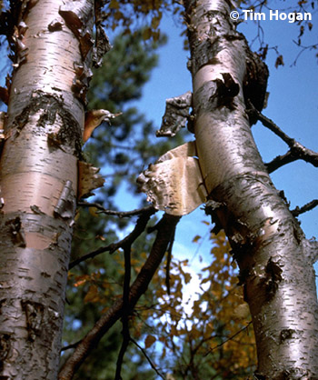 Paper Birch