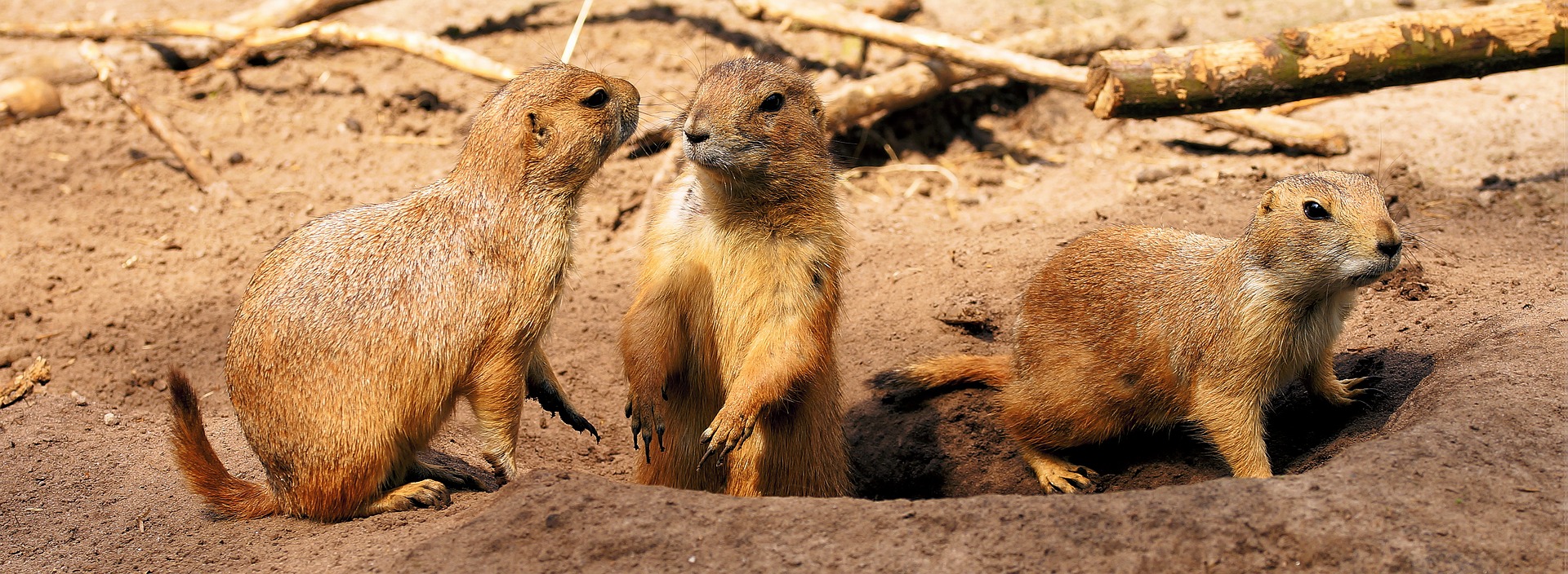 Prairie Dogs