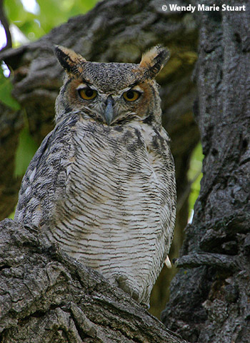 Great Horned Owl