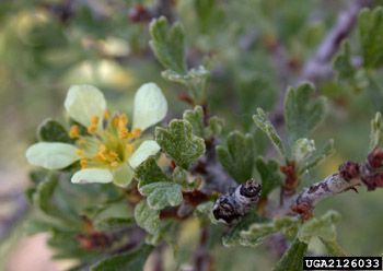 Anteolope Bitterbrush