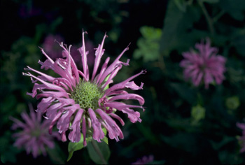 Beebalm