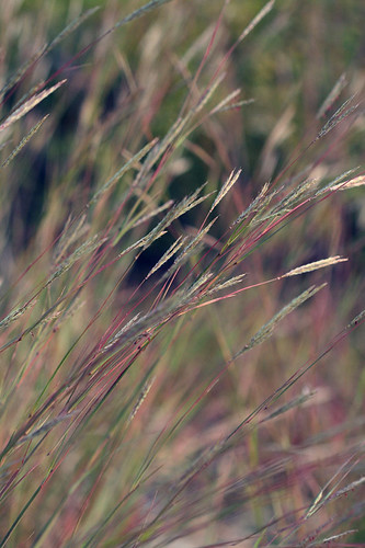 Big Bluestem