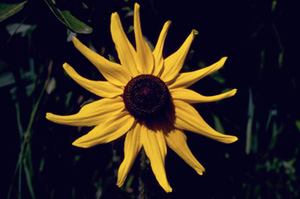 black eyed susan