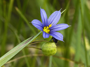 blue eyed grass