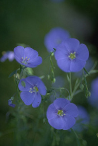 blue flax