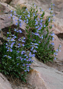 Blue Mist Penstemon