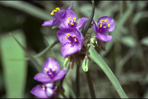 Blue Spiderwort