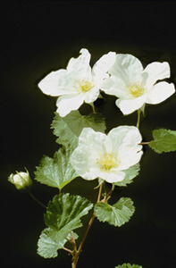 Boulder Raspberry