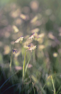 Buffalo Grass