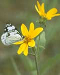 Bush Sunflower