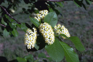 Chokecherry