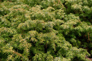 Common Juniper