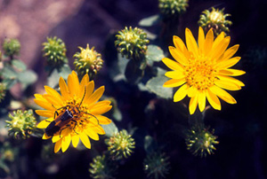 Curly Cup Gumweed