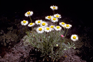 Cutleaf Fleabane