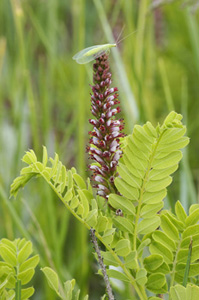 Dwarf Leadplant