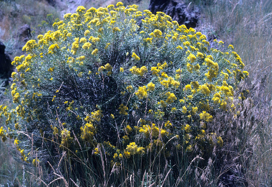 Dwarf Rabbitbrush