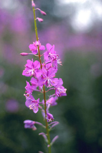 Fireweed