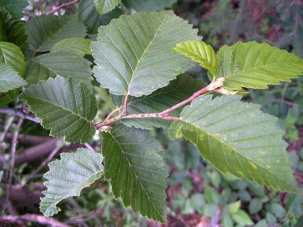 Thinleaf Alder