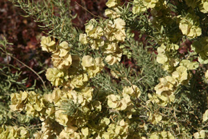 Four Wing Saltbush