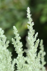 Fringed Sage