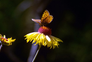 blanket flower or gaillardia