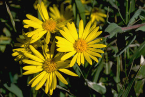 Golden Aster