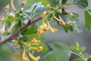 Golden Currant