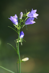 Harebell