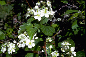 Hawthorn