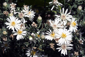 Heath Aster