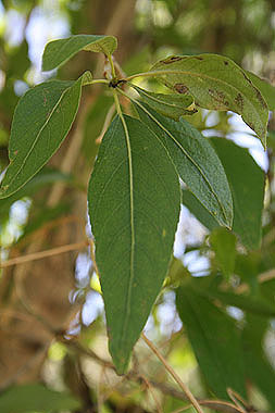 Lance Leaf Cottonwood