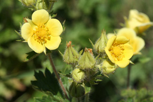 Leafy Cinquefoil