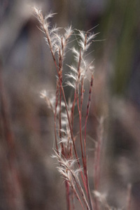 Little Bluestem Grass