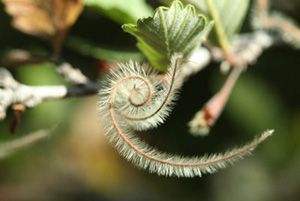 Mountain Mahogany