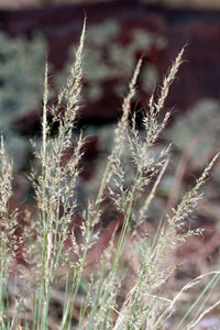 Mountain Muhly