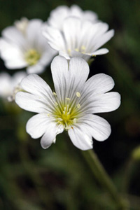 Mouse Ear Chickweed