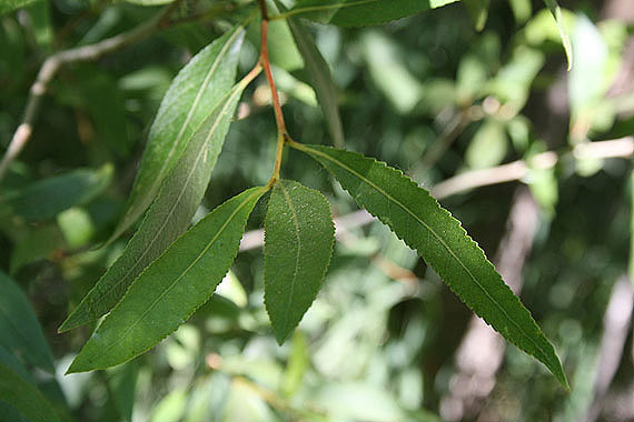 Narrowleaf Cottonwood