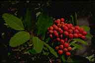 Native Mountain Ash