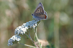 Native Yarrow