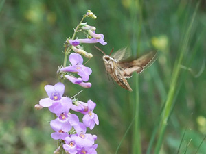 One Sided Penstemon