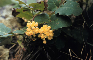 Oregon Holly Grape