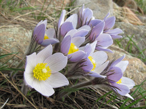 Pasque Flower