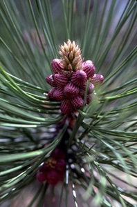 Ponderosa Pine