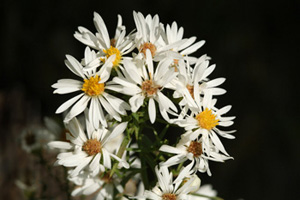 Porter's Aster