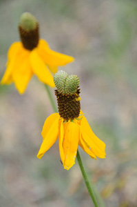 Prairie Coneflower