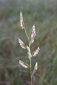 Prairie Cordgrass