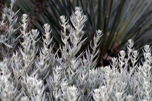 Prairie Sage