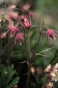 Prairie Smoke