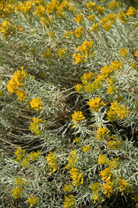 Rabbit Brush