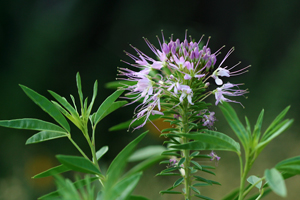 Rocky Mountain Bee Plant